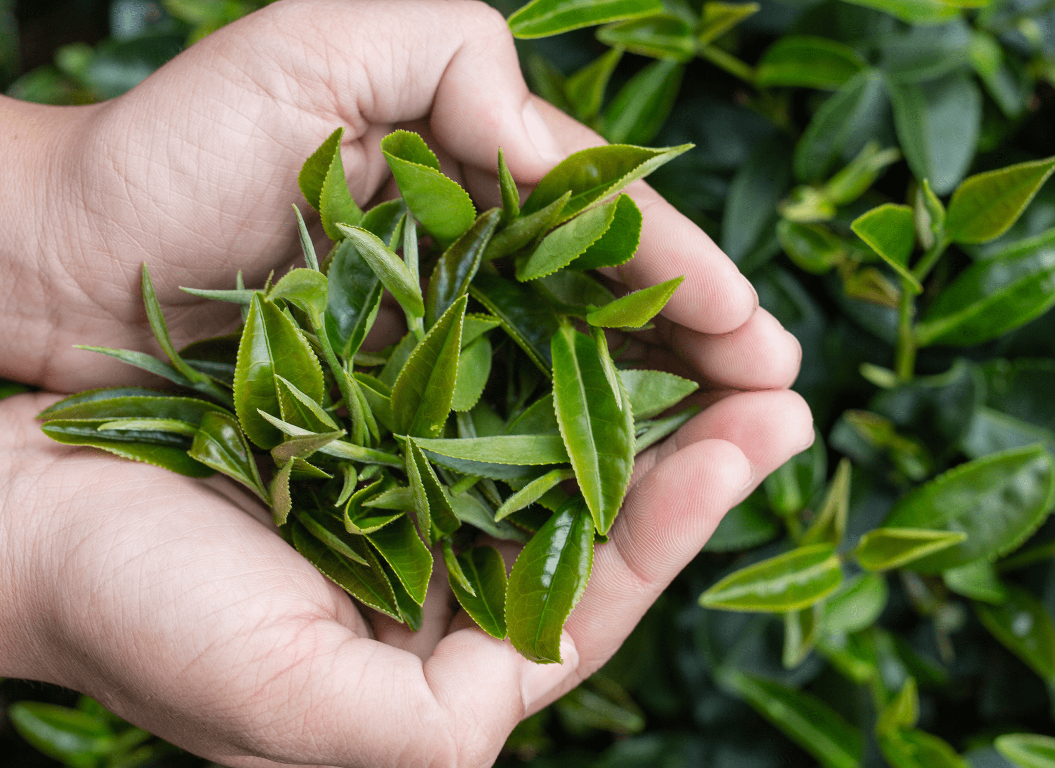 ReviTag Ingredients 3